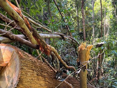 Kon Tum: Phát hiện vụ phá rừng lớn gần 150 m3 gỗ ở xã biên giới Mô Rai