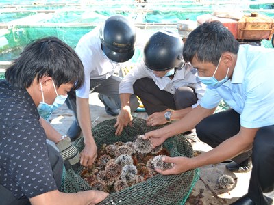 Quảng Ngãi: Bảo vệ, khai thác bền vững nhum sọ