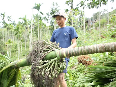 Người dân ở "thủ phủ cau" miền núi Sơn Tây trắng tay sau bão Noru