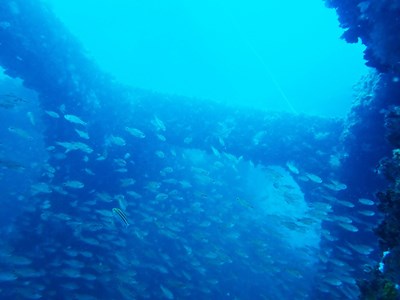 Làm rạn nhân tạo, phát triển nguồn lợi thủy hải sản ven bờ tại Khu bảo tồn biển Cù Lao Chàm