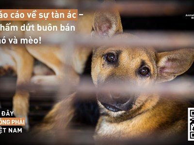 Ra mắt công cụ trực tuyến thông báo về nạn buôn bán thịt chó, mèo
