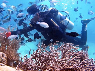 Khánh Hòa đưa ra kế hoạch phục hồi rạn san hô vịnh Nha Trang