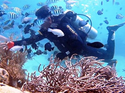 Phục hồi tổng thể rạn san hô ở Vịnh Nha Trang