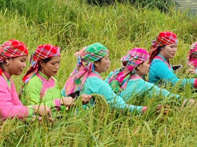 Độc đáo Tết cơm mới của dân tộc Giáy ở Tả Van, Sa Pa