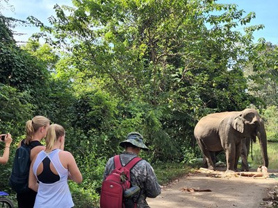 Sẽ chấm dứt các hoạt động du lịch cưỡi voi