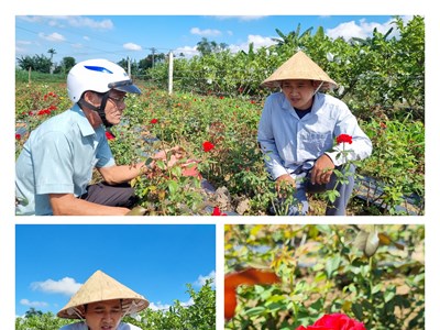 Xây dựng làng hoa ven sông Trà Bồng quê nhà thơ Tế Hanh