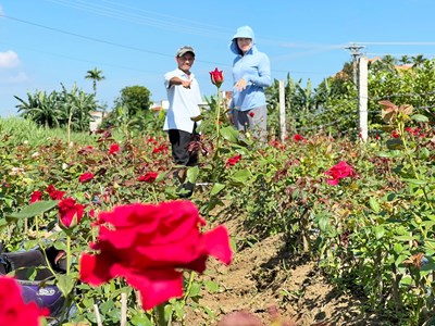 Làng hoa Châu Ổ khoe sắc