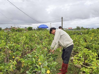 Vựa mai lớn nhất miền Trung: Thấp thỏm vụ Tết