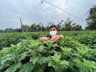 Thủ phủ hoa cúc Tết miền Trung “cháy hàng”