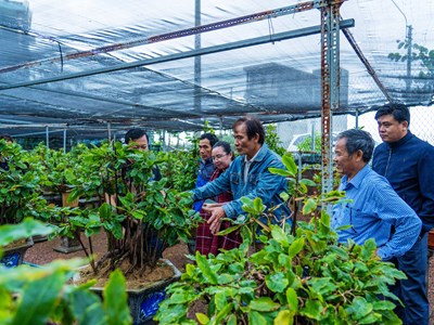 Lần đầu tiên tổ chức Lễ hội Mai vàng An Nhơn