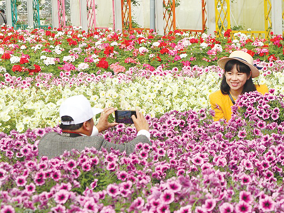 Gỡ khó cho du lịch canh nông