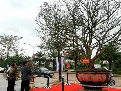 Bình Định: Lễ hội Mai vàng lần thứ nhất“ Khát vọng tỏa sáng”