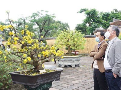 Xây dựng thương hiệu “Hoàng mai Huế”