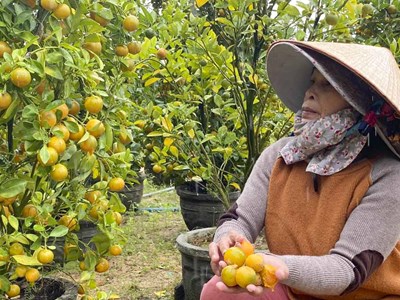 Phú Yên: Người trồng hoa, lúa… “khóc ròng” vì mưa triền miên