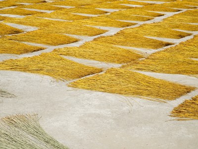 Về làng chiếu cổ hơn 500 tuổi