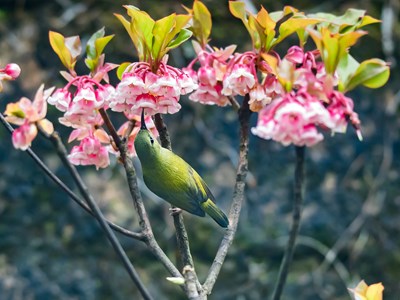 Sun World Ba Na Hills sẽ biến “thiên đường hoa” dịp Tết