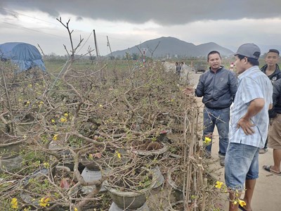 “Thủ phủ” mai vàng miền Trung ít vui