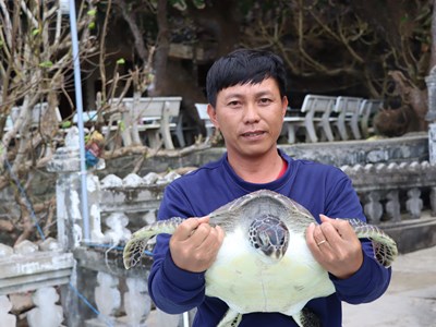 Lý Sơn thả cá thể rùa quý hiếm về môi trường tự nhiên