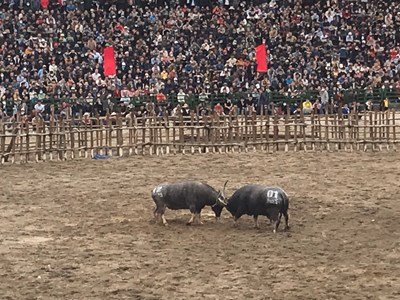 Lễ hội chọi trâu Hải Lựu: Không bạo lực, phản cảm, đảm bảo an toàn cho người tham gia lễ hội