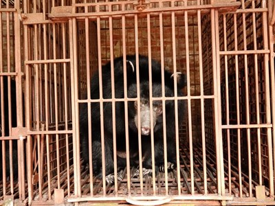 Một gia đình tự nguyện giao 5 cá thể gấu cho trung tâm cứu hộ