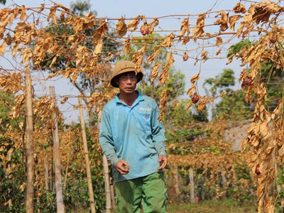 Gia Lai: Nông dân mất trắng vì bị kẻ gian phá hoại