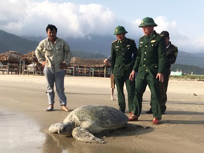 Thừa Thiên Huế: Thả cá thể vích nặng hơn 100kg về môi trường biển