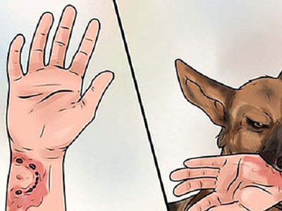 Nghệ An: Liên tiếp hai trẻ em tử vong sau khi bị chó dại cắn