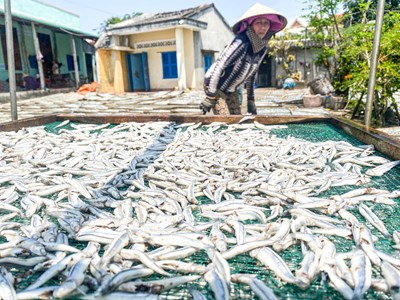 Quảng Ngãi: Rộn ràng mùa hấp cá cơm