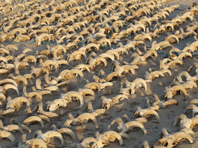 Phát hiện 2.000 xác ướp đầu cừu trong đền thờ Ai Cập