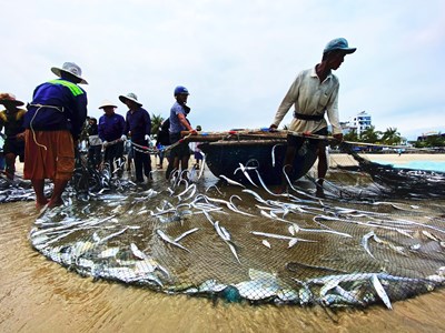 Lộc biển đãi người kéo lưới rùng bãi ngang