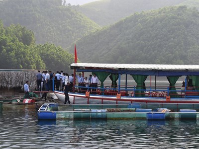 Quảng Ngãi: Nuôi cá lồng kết hợp phát triển du lịch sinh thái trên lòng hồ thuỷ điện