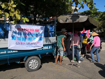 Quảng Nam: “Giải cứu” dưa hấu giúp nông dân