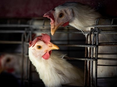 Ca tử vong đầu tiên trên thế giới do cúm gia cầm H3N8 tại Trung Quốc