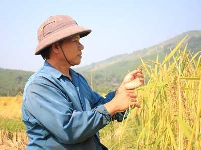 “Nếp tiến vua”, sản vật nổi tiếng của Sa Huỳnh