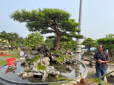 Hơn 2.000 cây cảnh, sinh vật cảnh triển lãm tại Quảng Ngãi