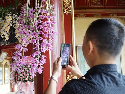Trưng bày 1.000 cây kiểng và phong lan ba miền tại Huế