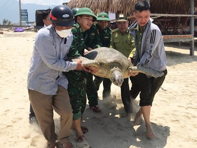 Thả cá thể vích nặng hơn 100 kg về môi trường biển