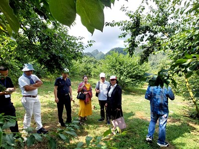 Mộc Châu - biến danh hiệu thành thương hiệu