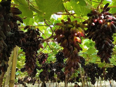 Ninh Thuận sẽ tổ chức Lễ hội Trái cây huyện Ninh Sơn 2023