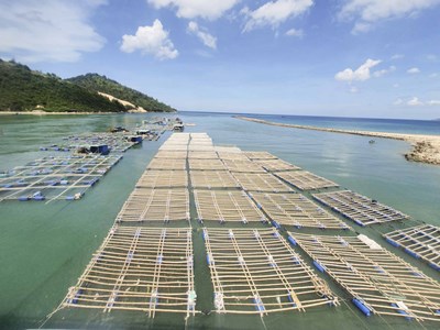 Lo ngại ảnh hưởng môi trường biển từ bè nuôi trồng thuỷ sản tự phát dưới chân cầu Đề Gi