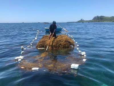 Quảng Ngãi: Khai thác rong mơ phù hợp để bảo vệ môi trường