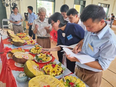 20 đội tham gia Hội thi mít Sơn Tây