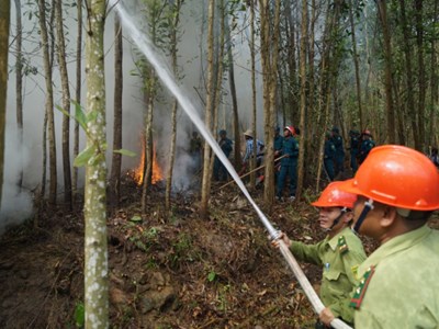 Quảng Ngãi cảnh báo cháy rừng cấp 5, cấp cực kỳ nguy hiểm