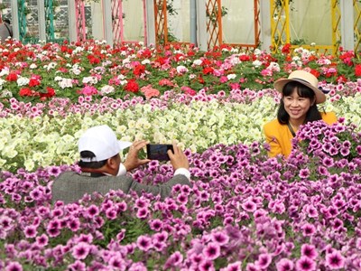 Trái ngọt từ du lịch canh nông