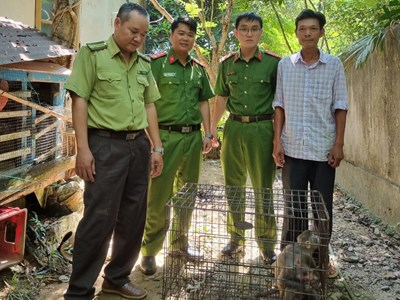 Thừa Thiên Huế vận động người dân giao nộp 2 cá thể khỉ vàng quý hiếm