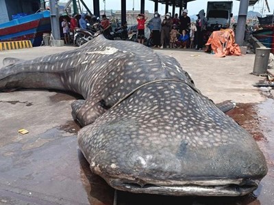 Xác cá voi nặng hơn hai tấn dạt vào bờ biển Nghệ An