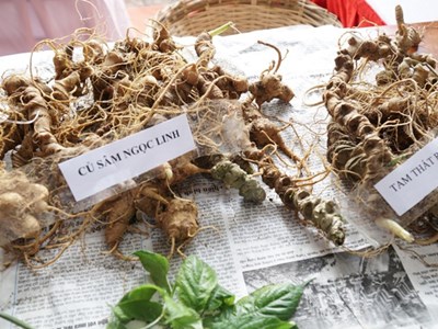 Nỗ lực chống nạn mua bán sâm Ngọc Linh giả