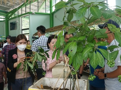 Quảng Nam: Lễ hội sâm “Ngọc Linh– Khát vọng vươn xa"