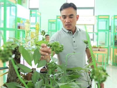 Cây sâm Ngọc Linh 9 nhánh được bán với giá gần 900 triệu đồng