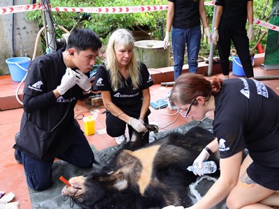 Gấu ngựa cuối cùng tại tỉnh Hà Nam được cứu hộ thành công